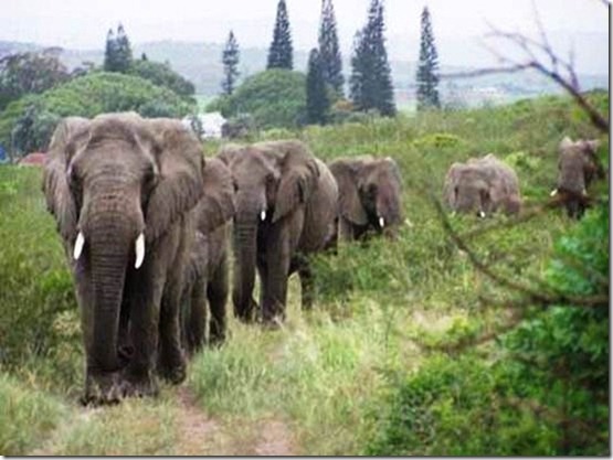 Elephant journey